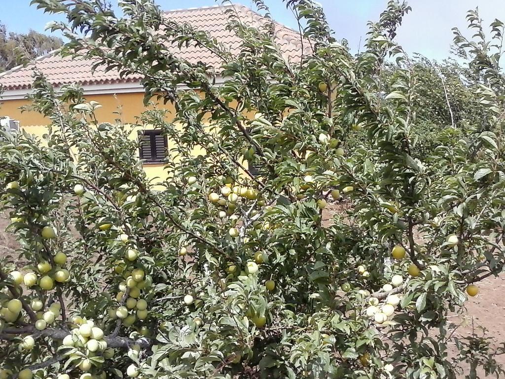 Casa Fatima Valle Gran Rey Δωμάτιο φωτογραφία